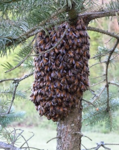Moving right along:  a couple of days later the bees relocated to a blue spruce and nestled under the branches.